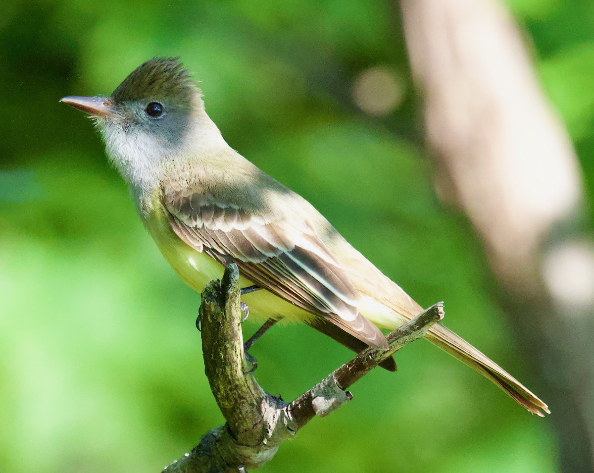 Great Crested Flycatcher - ML619462990