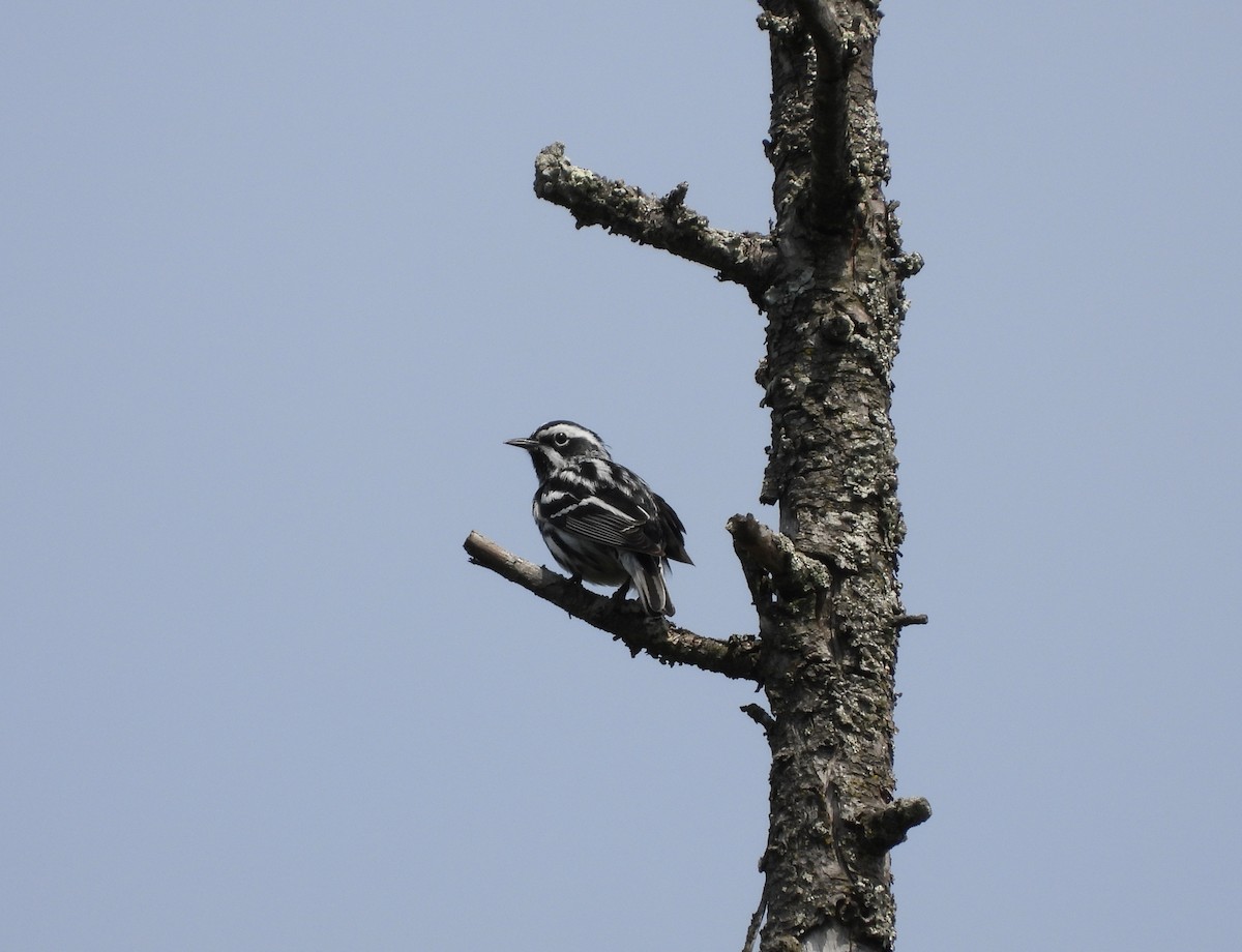 Black-and-white Warbler - ML619463026