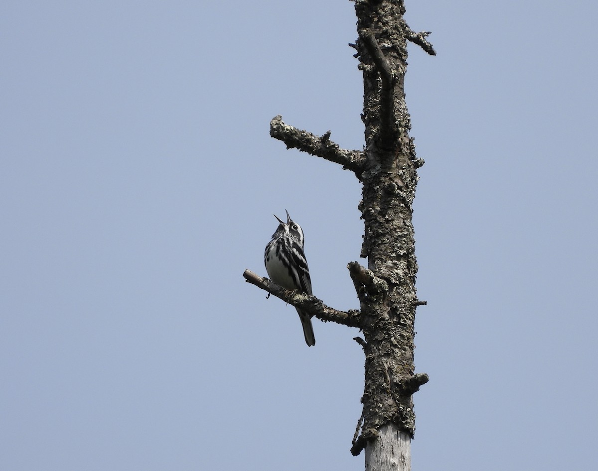 Black-and-white Warbler - ML619463027