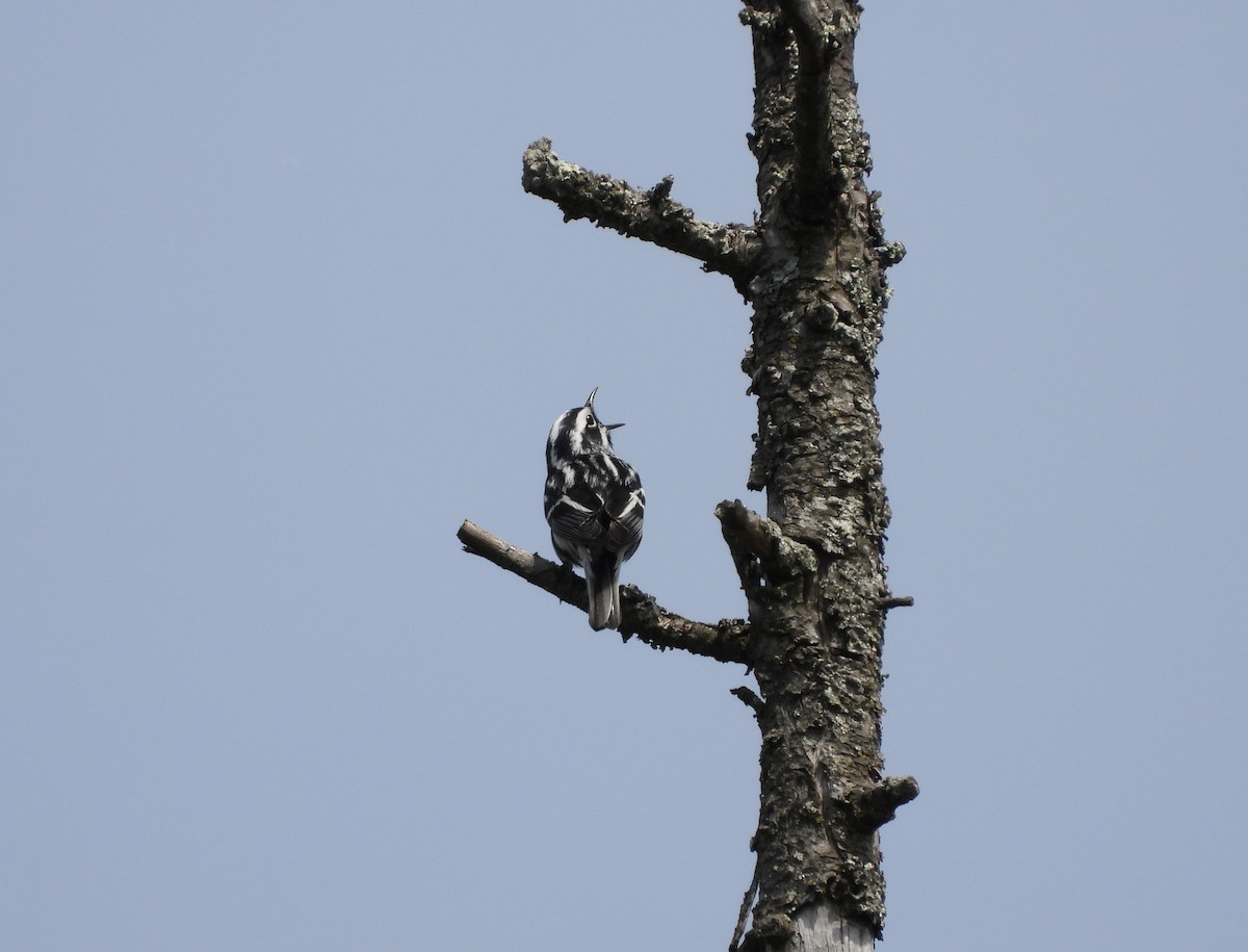 Black-and-white Warbler - ML619463029