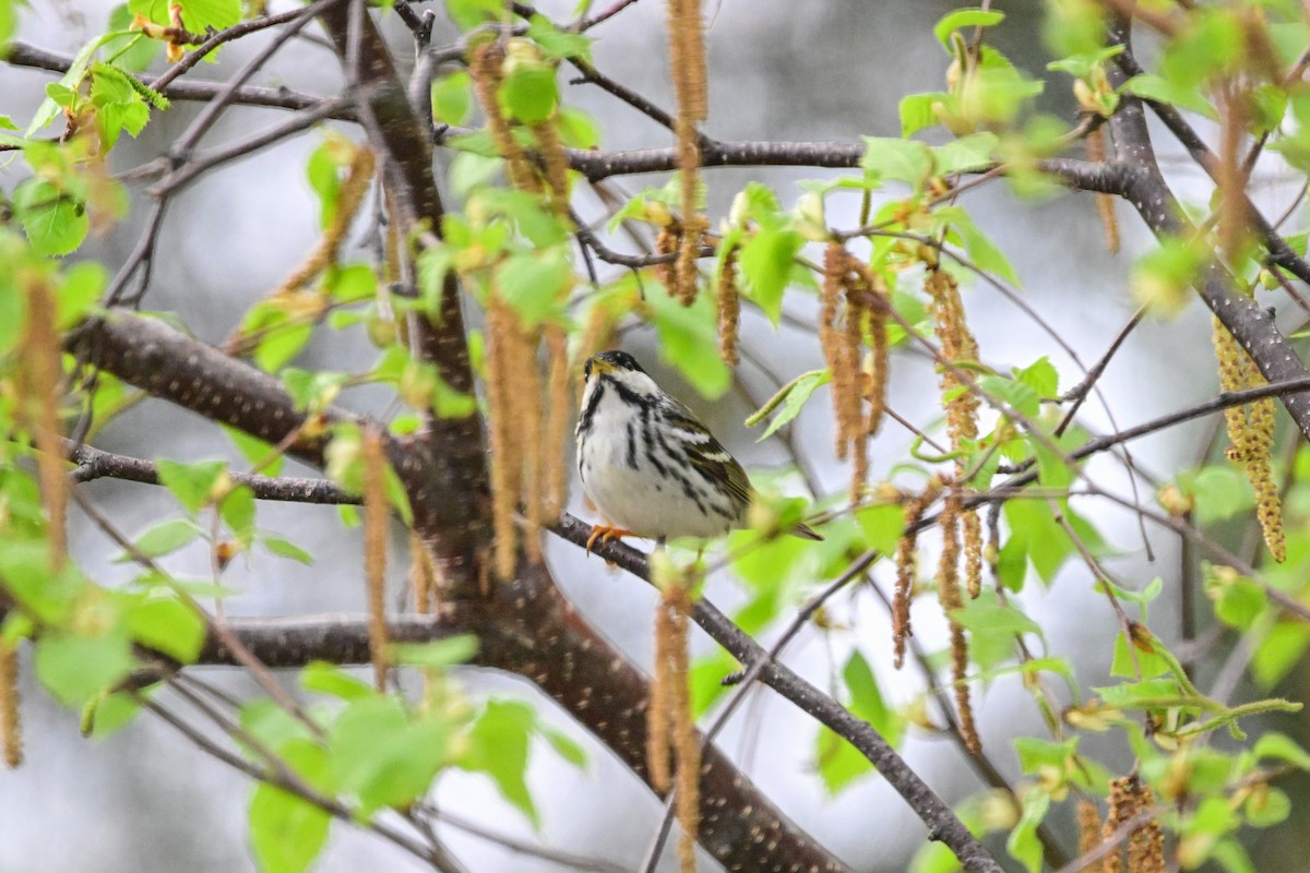 Black-and-white Warbler - ML619463031