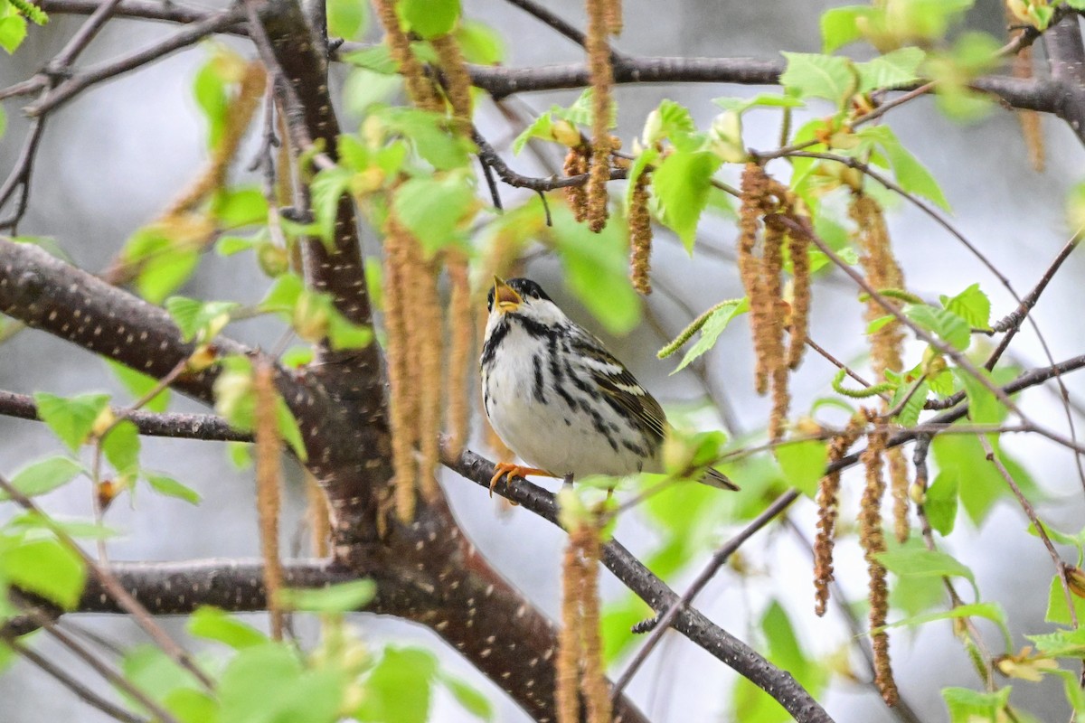 Black-and-white Warbler - ML619463033