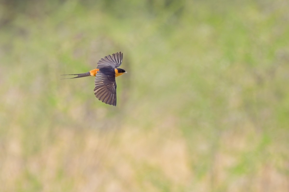 Rufous-chested Swallow - ML619463087