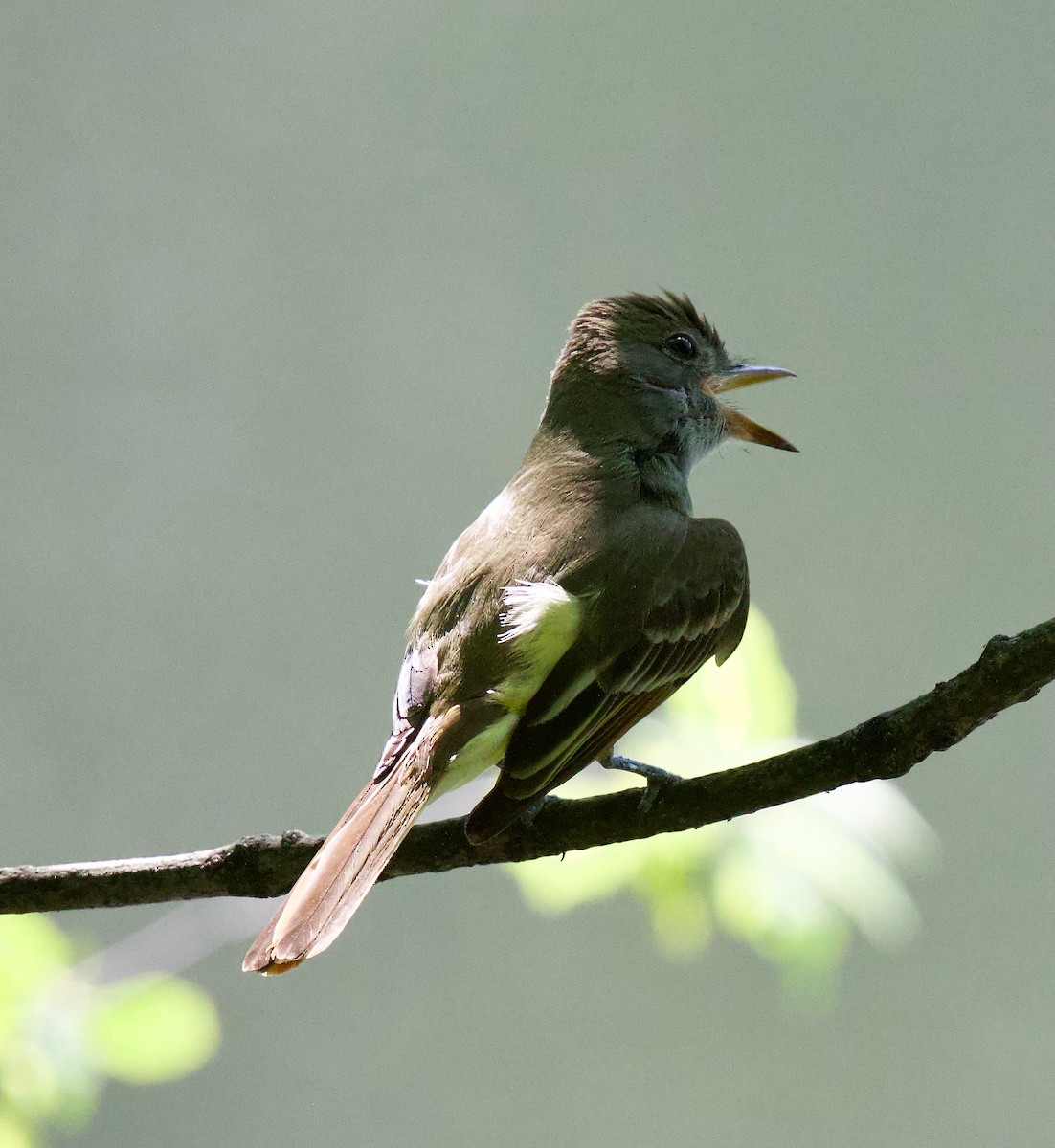 Great Crested Flycatcher - ML619463097