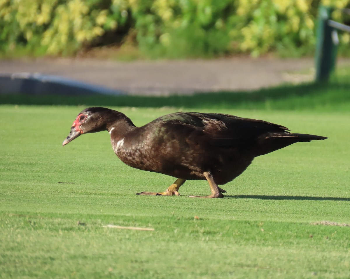 Muscovy Duck (Domestic type) - ML619463168