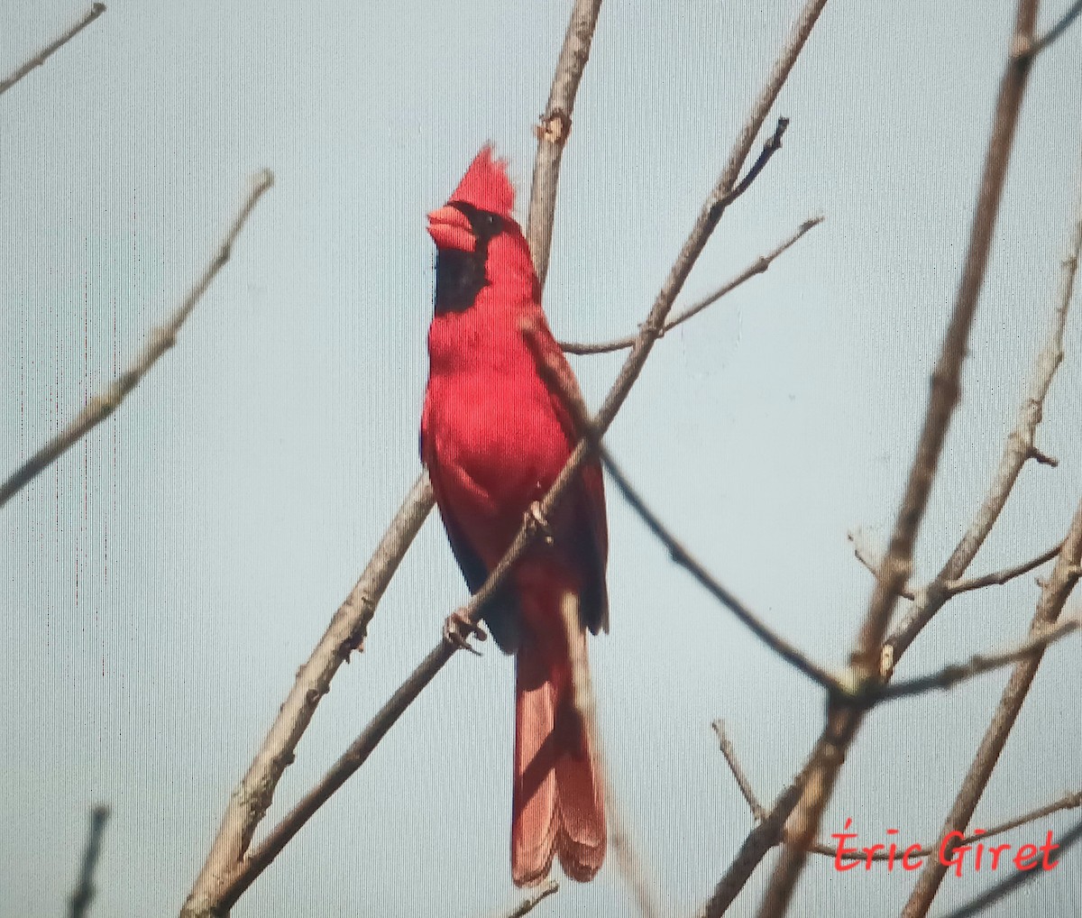 Cardinal rouge - ML619463174