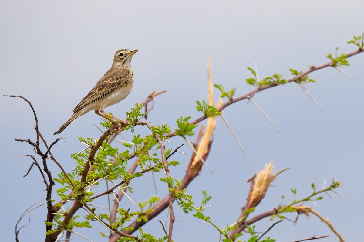 African Pipit - ML619463232