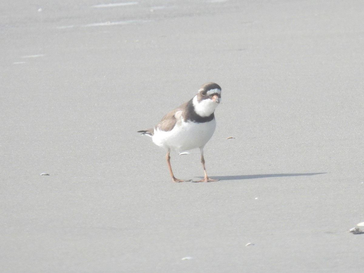 Semipalmated Plover - ML619463257