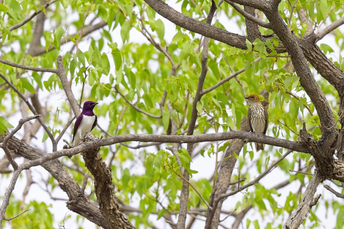Violet-backed Starling - ML619463328