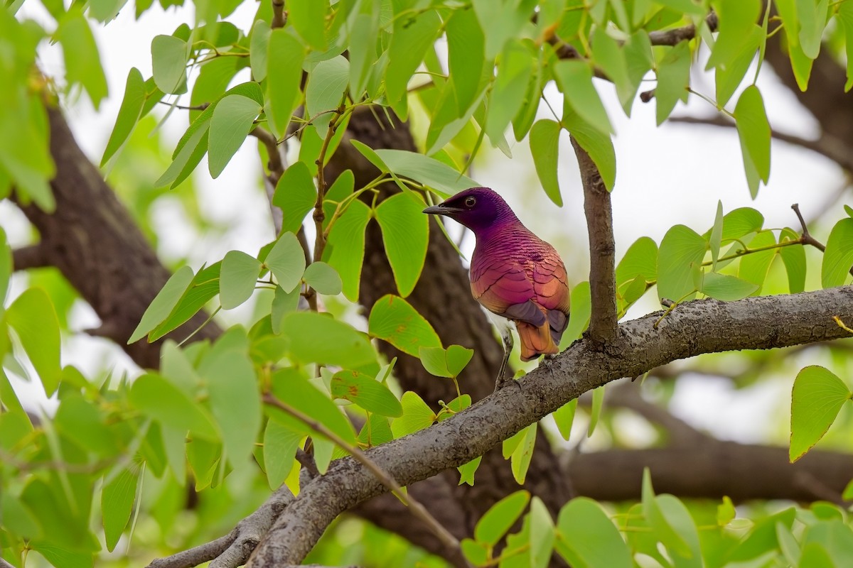 Violet-backed Starling - ML619463329