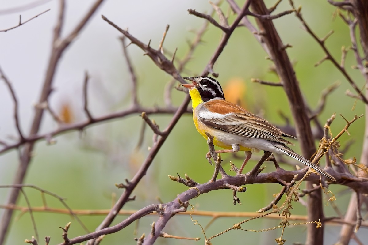 Golden-breasted Bunting - ML619463342