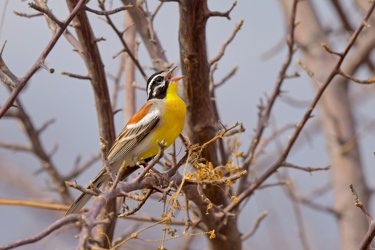 Golden-breasted Bunting - ML619463344