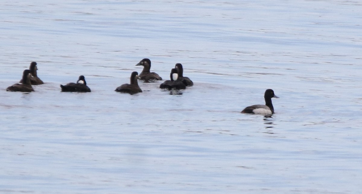 Greater Scaup - ML619463352