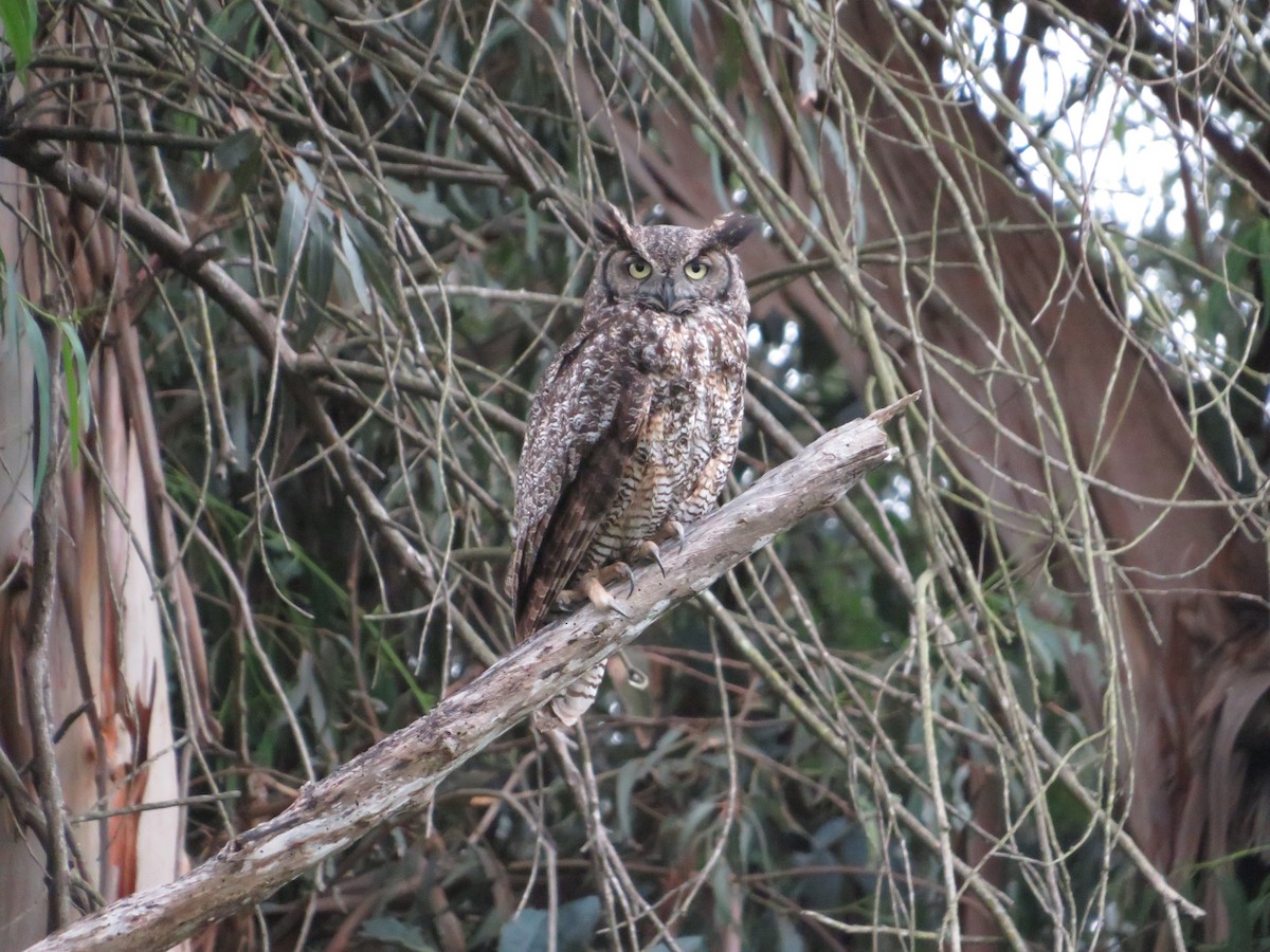 Great Horned Owl - ML619463367