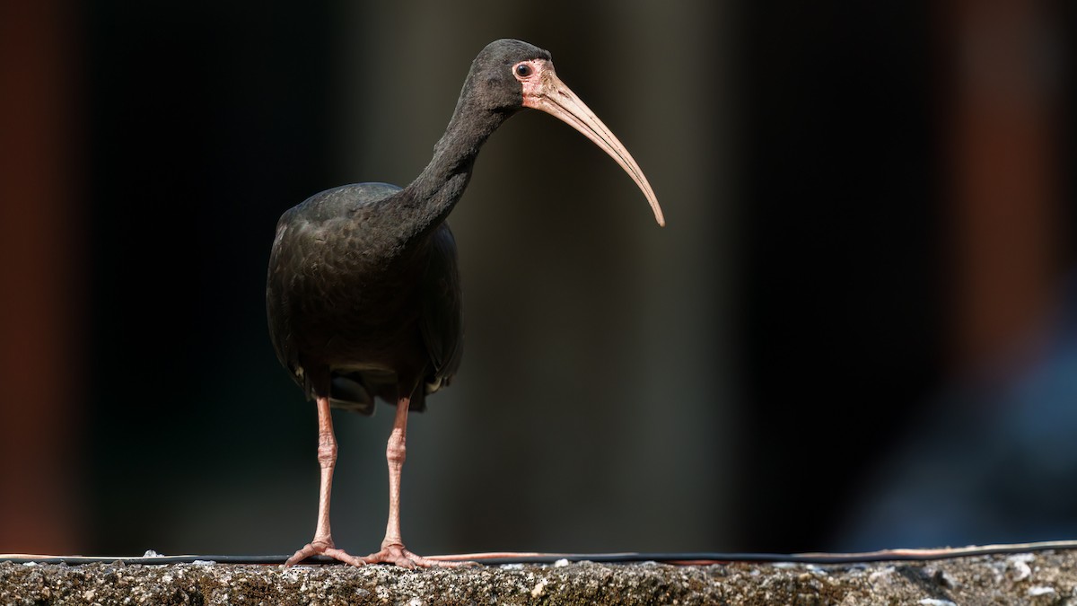 ibis tmavý - ML619463386
