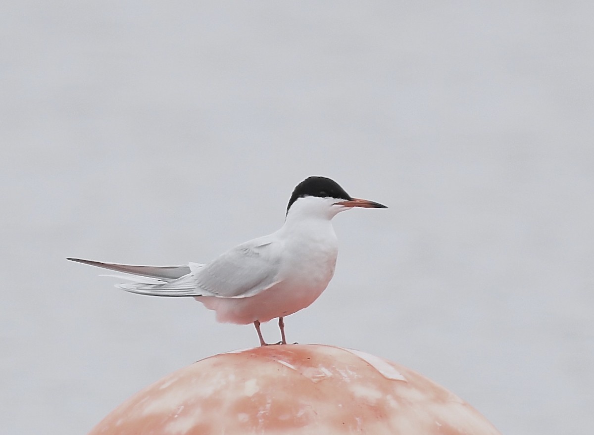 Common Tern - ML619463420