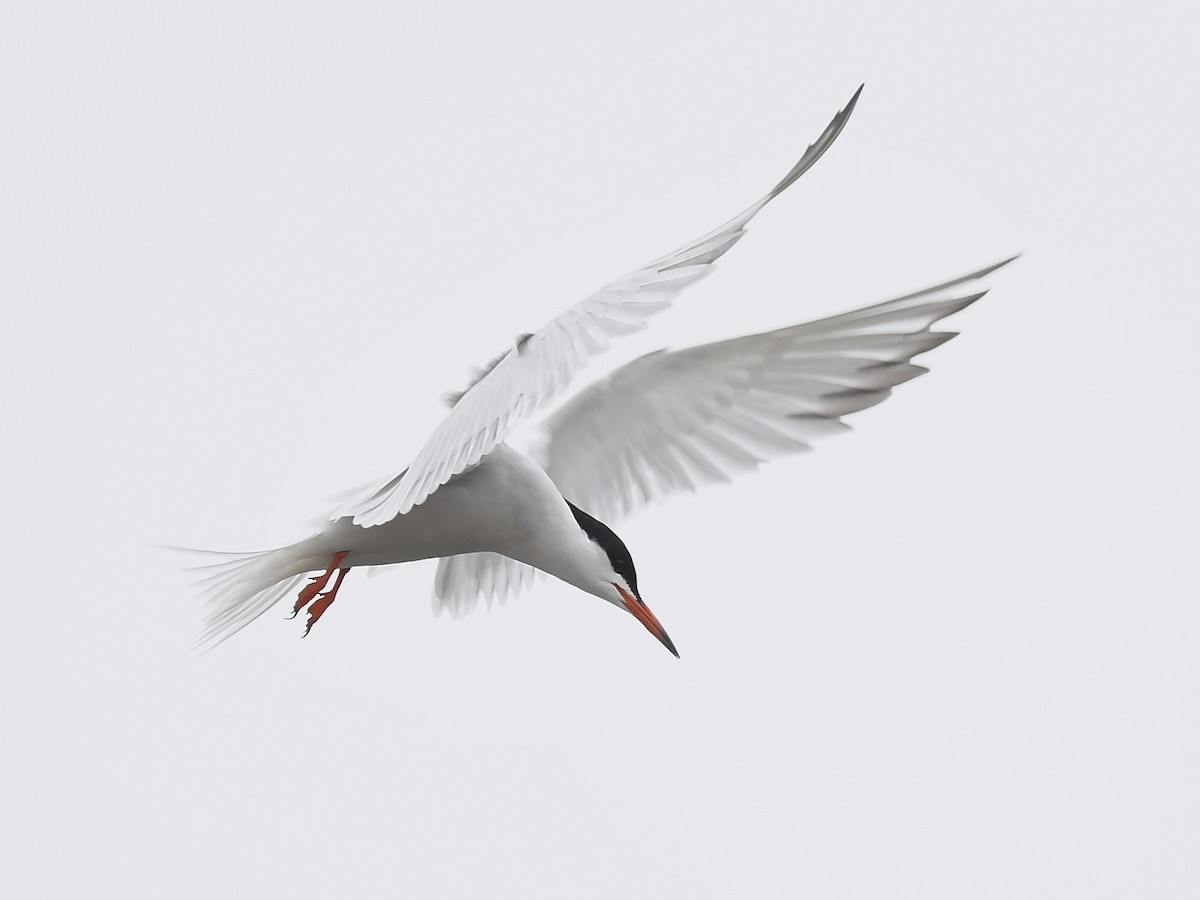 Common Tern - ML619463422