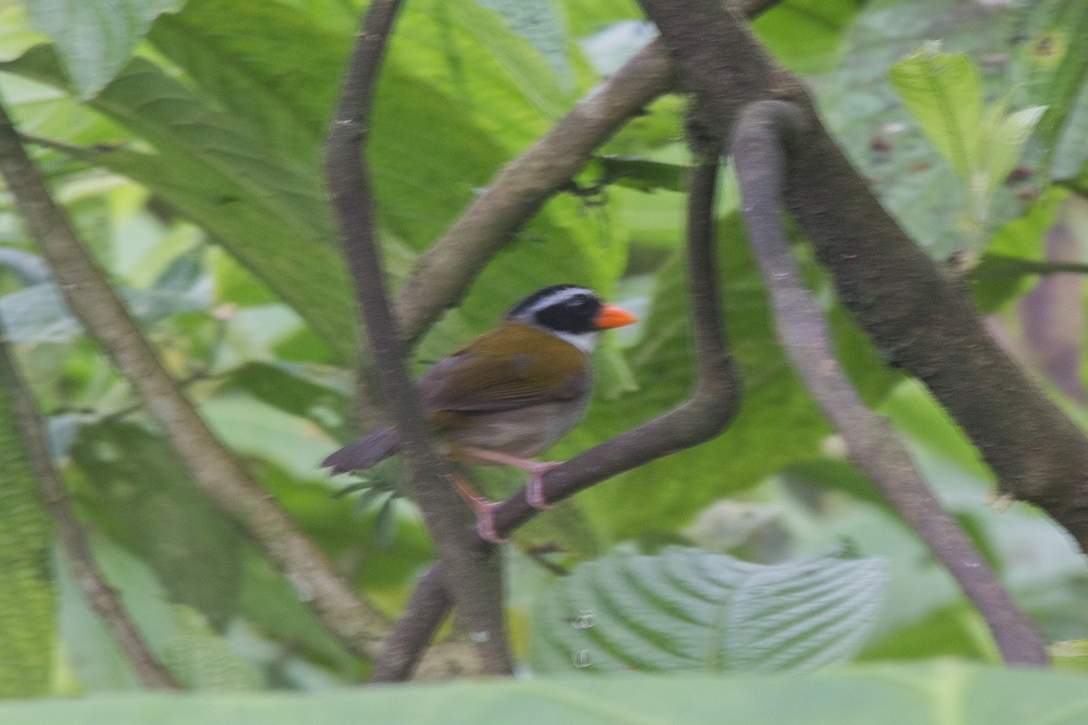 Orange-billed Sparrow - ML619463429
