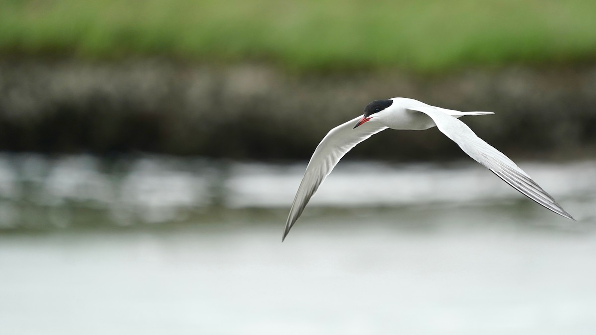 Common Tern - ML619463441