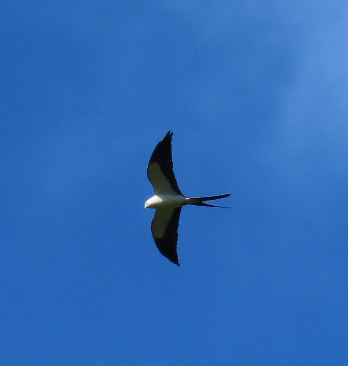 Swallow-tailed Kite - ML619463450