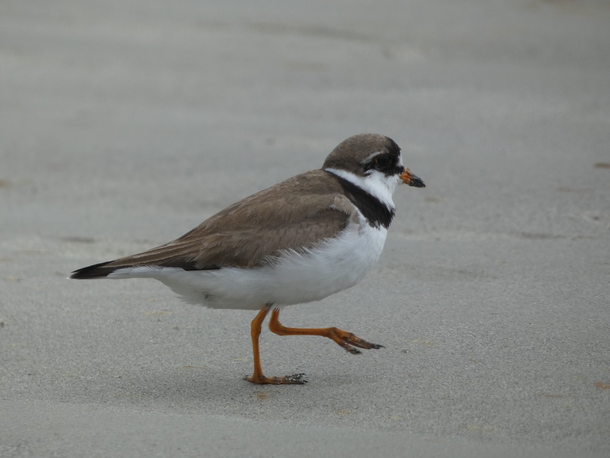 Semipalmated Plover - ML619463459