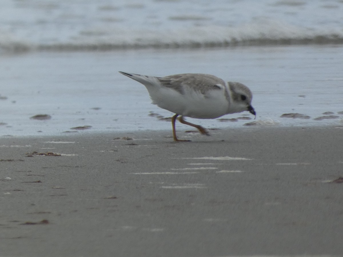 Piping Plover - ML619463487