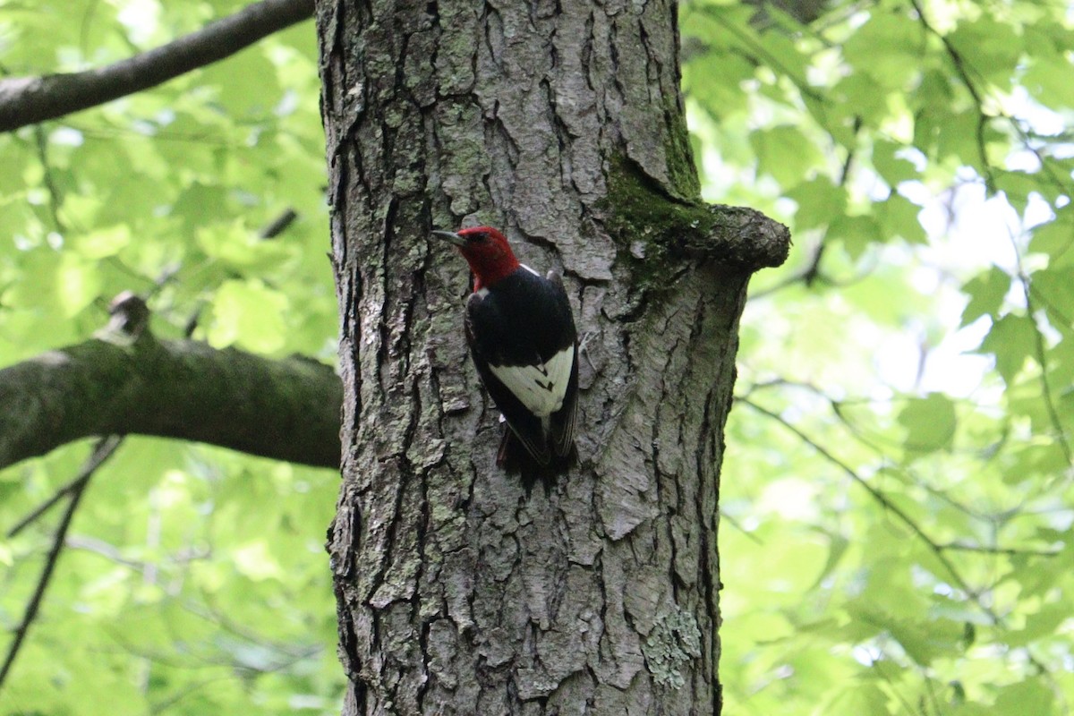 Red-headed Woodpecker - ML619463557