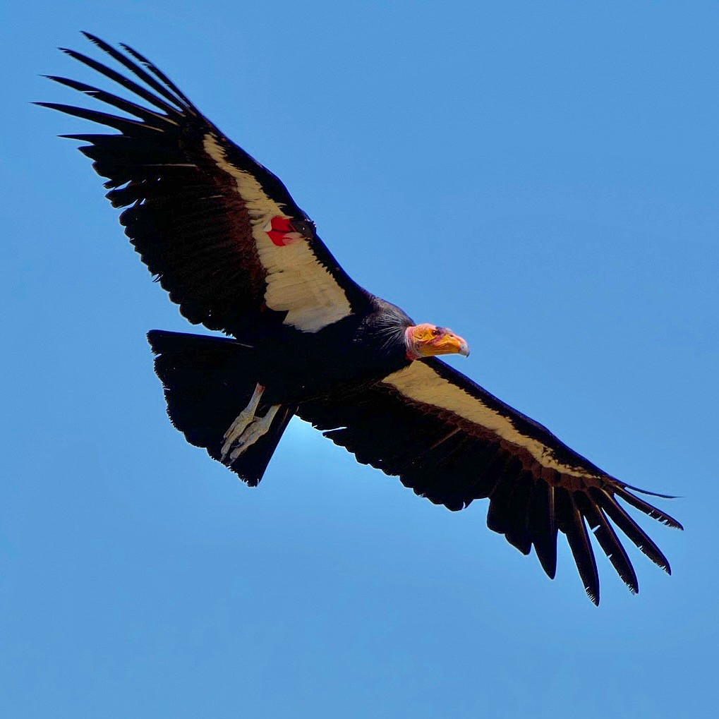 Condor de Californie - ML619463575