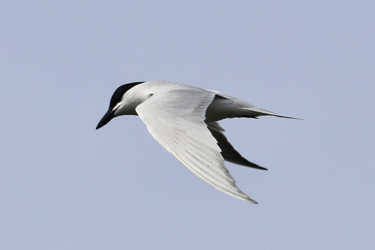 Gull-billed Tern - ML619463626