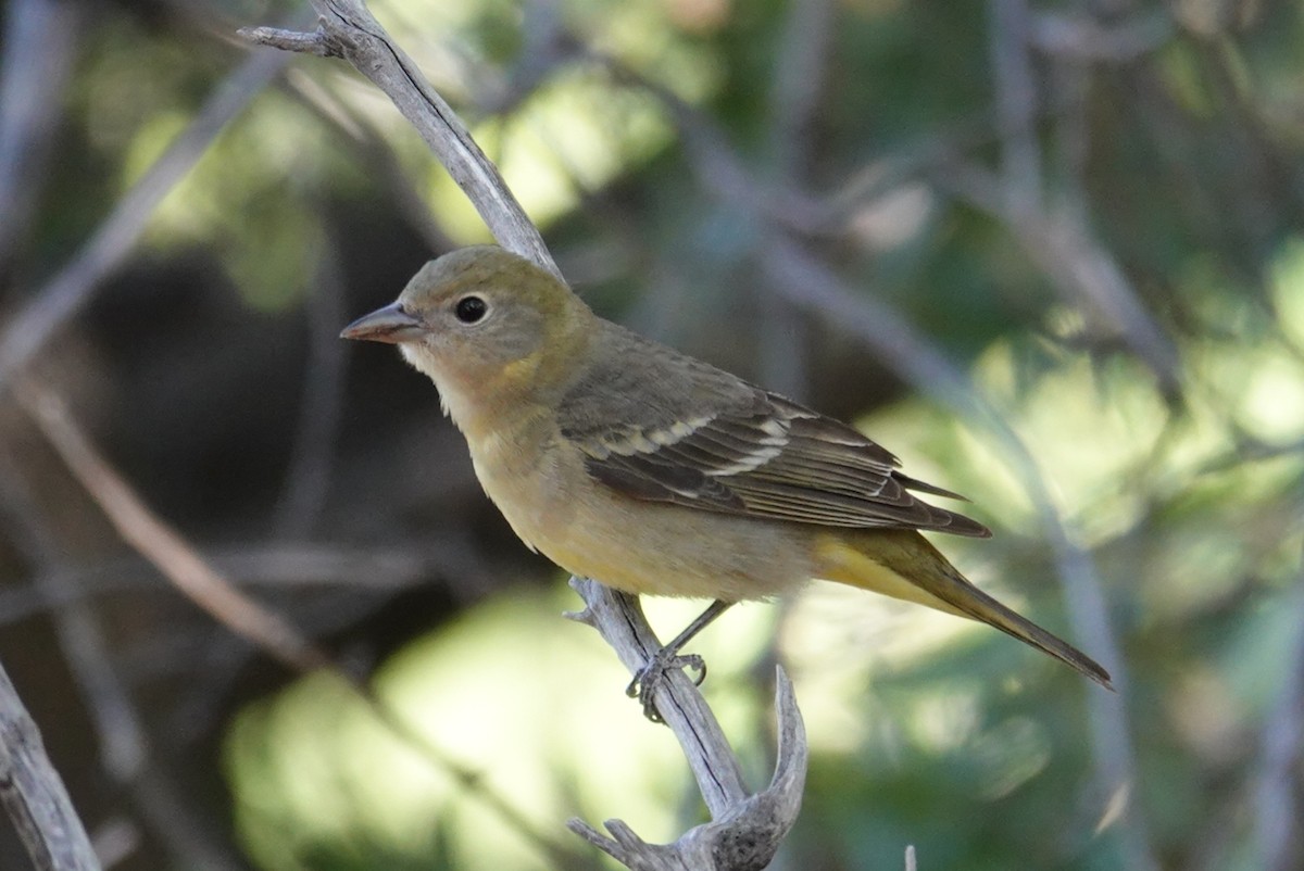 Western Tanager - ML619463648