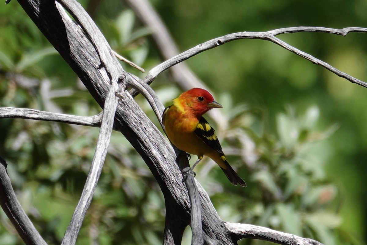 Western Tanager - ML619463649