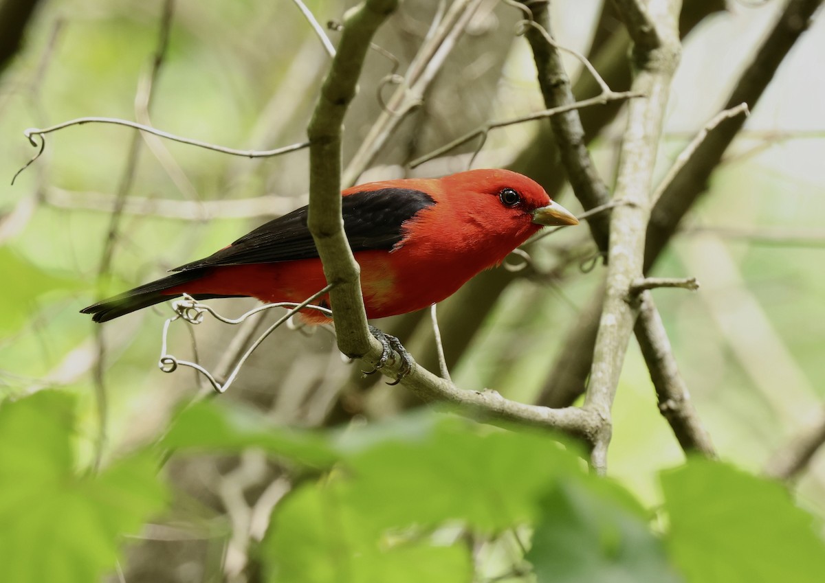 Scarlet Tanager - ML619463662