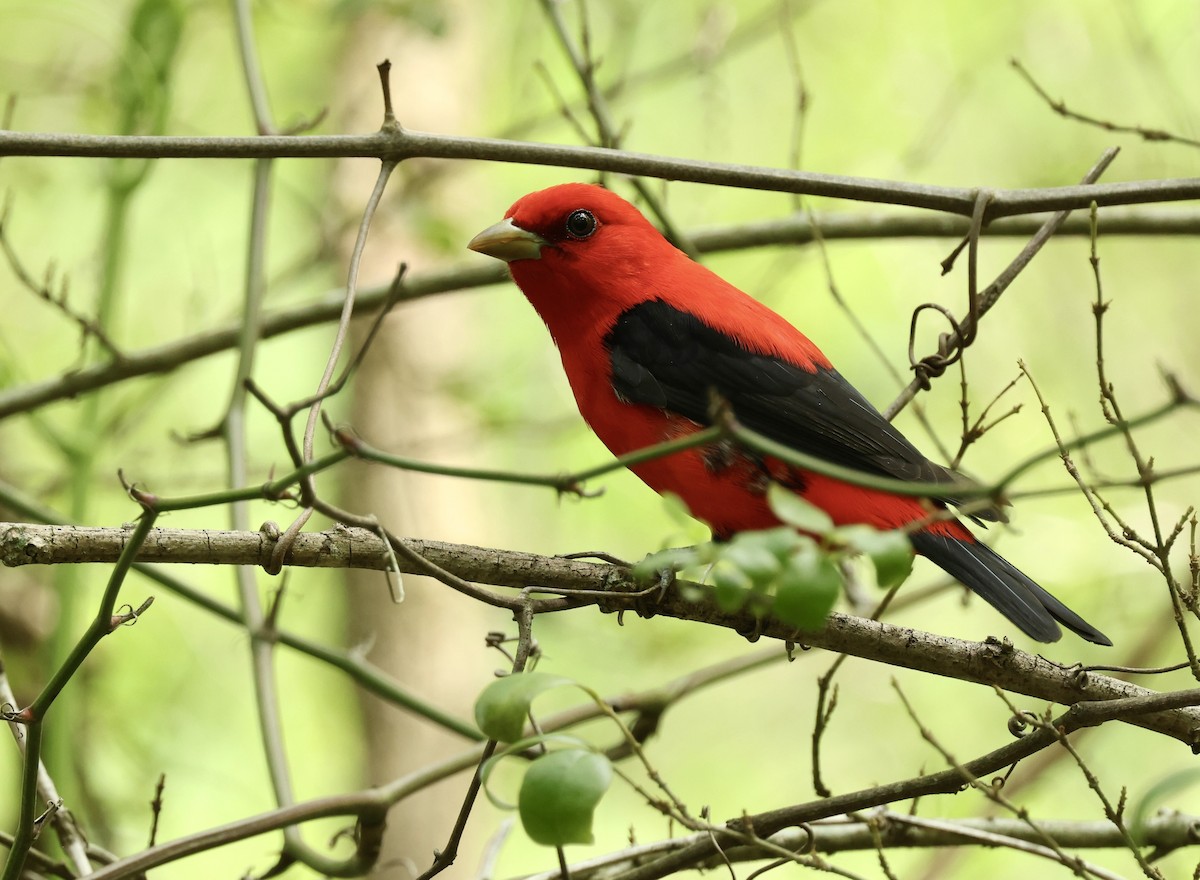 Scarlet Tanager - ML619463669