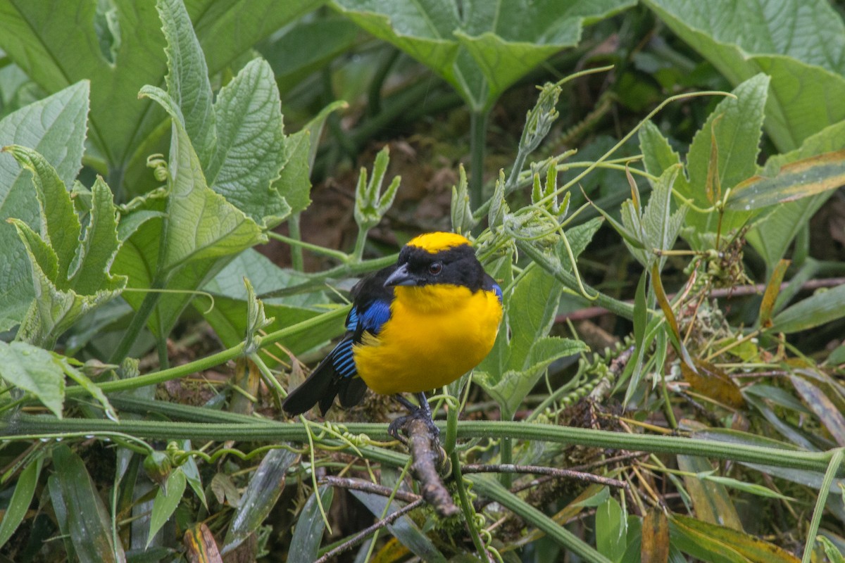 Blue-winged Mountain Tanager - ML619463693