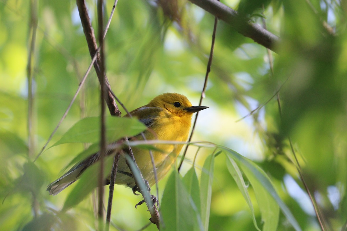 Prothonotary Warbler - ML619463705