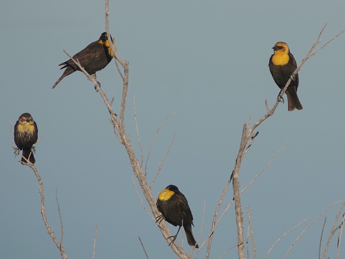 Yellow-headed Blackbird - ML619463706