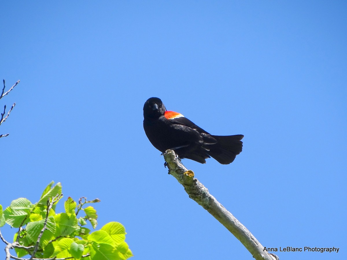 Red-winged Blackbird - ML619463790