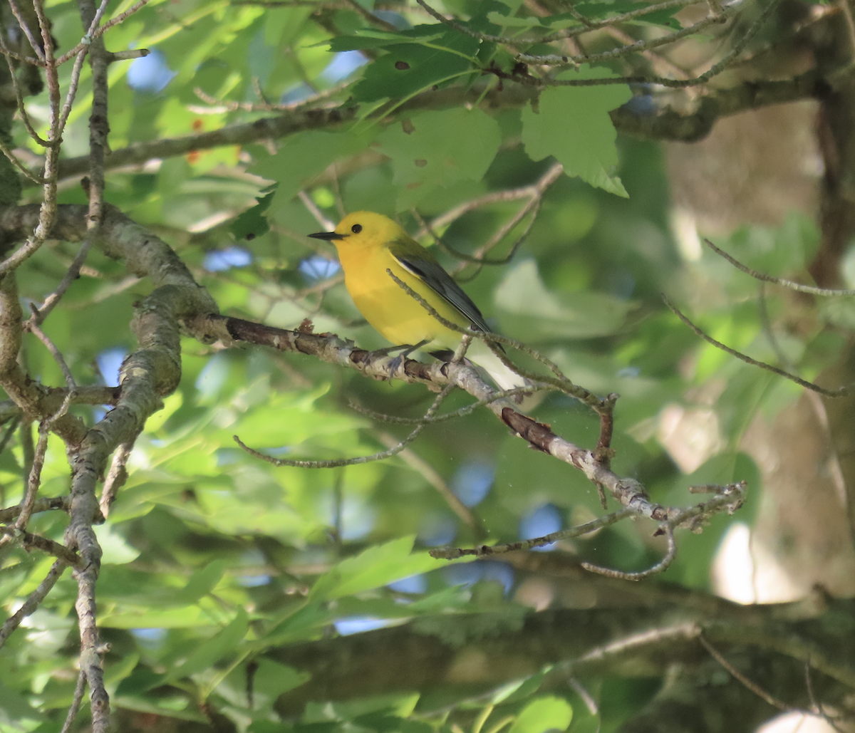 Prothonotary Warbler - ML619463811