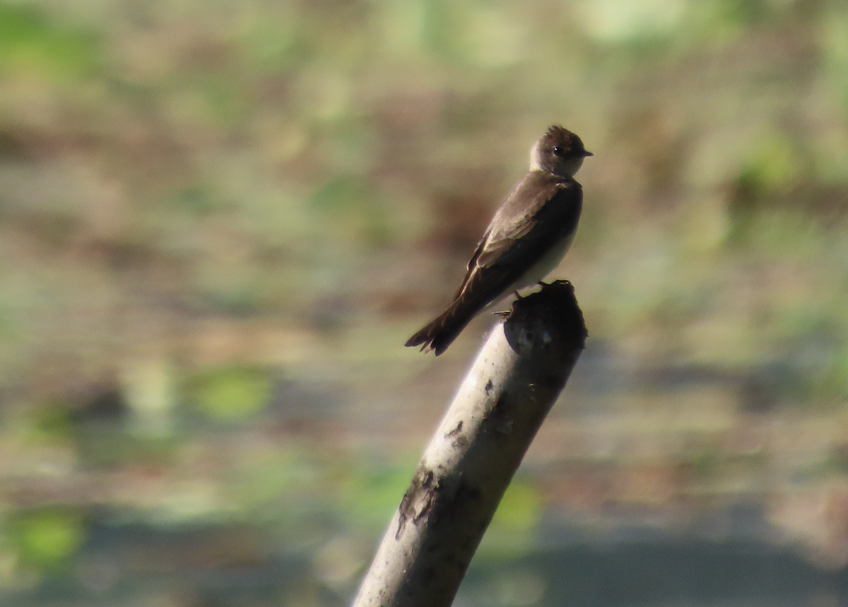 Northern Rough-winged Swallow - ML619463820
