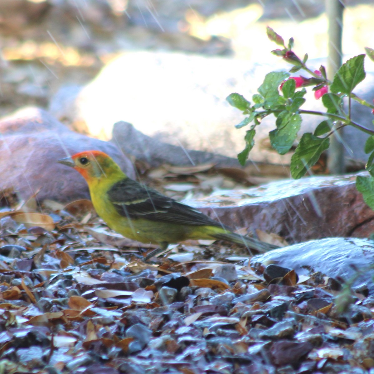 Western Tanager - ML619463824