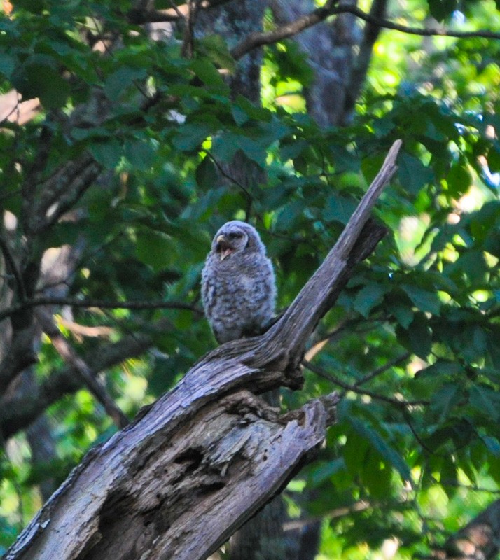 Barred Owl - ML619463850
