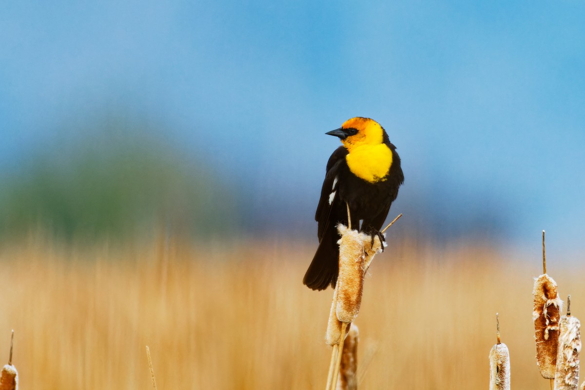 Yellow-headed Blackbird - ML619463873