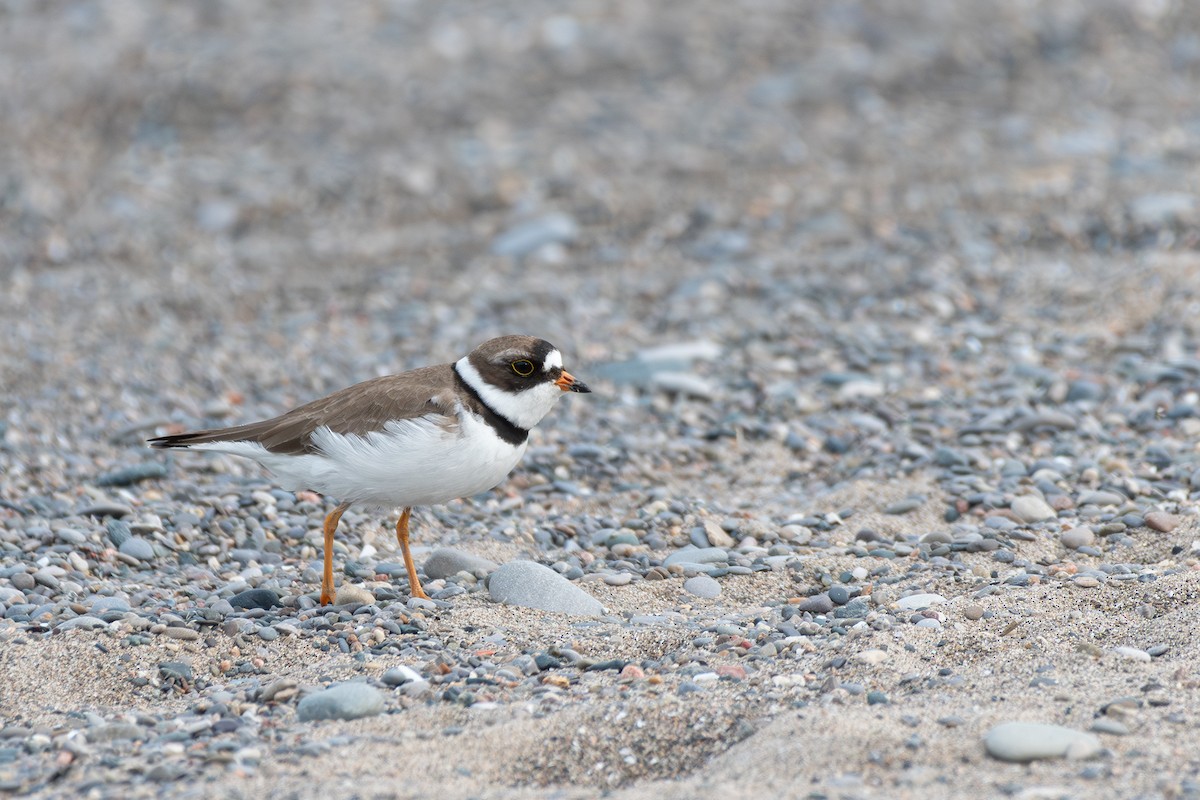 Semipalmated Plover - ML619463882