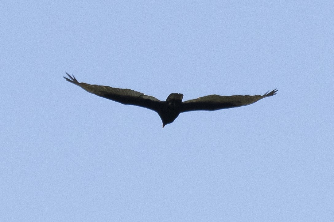 Turkey Vulture - ML619463894