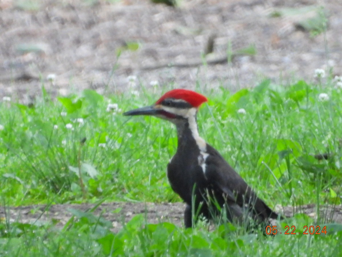 Pileated Woodpecker - ML619463905