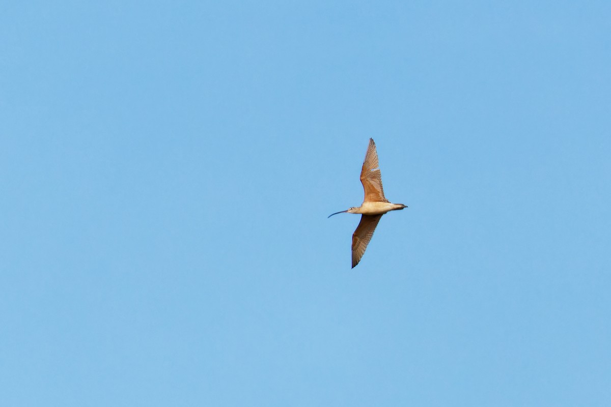 Long-billed Curlew - ML619463934