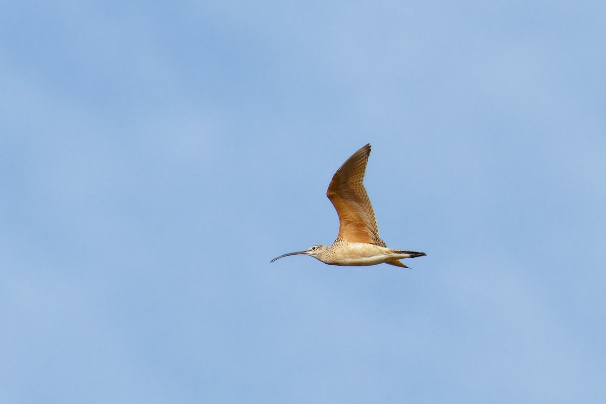 Long-billed Curlew - ML619463935