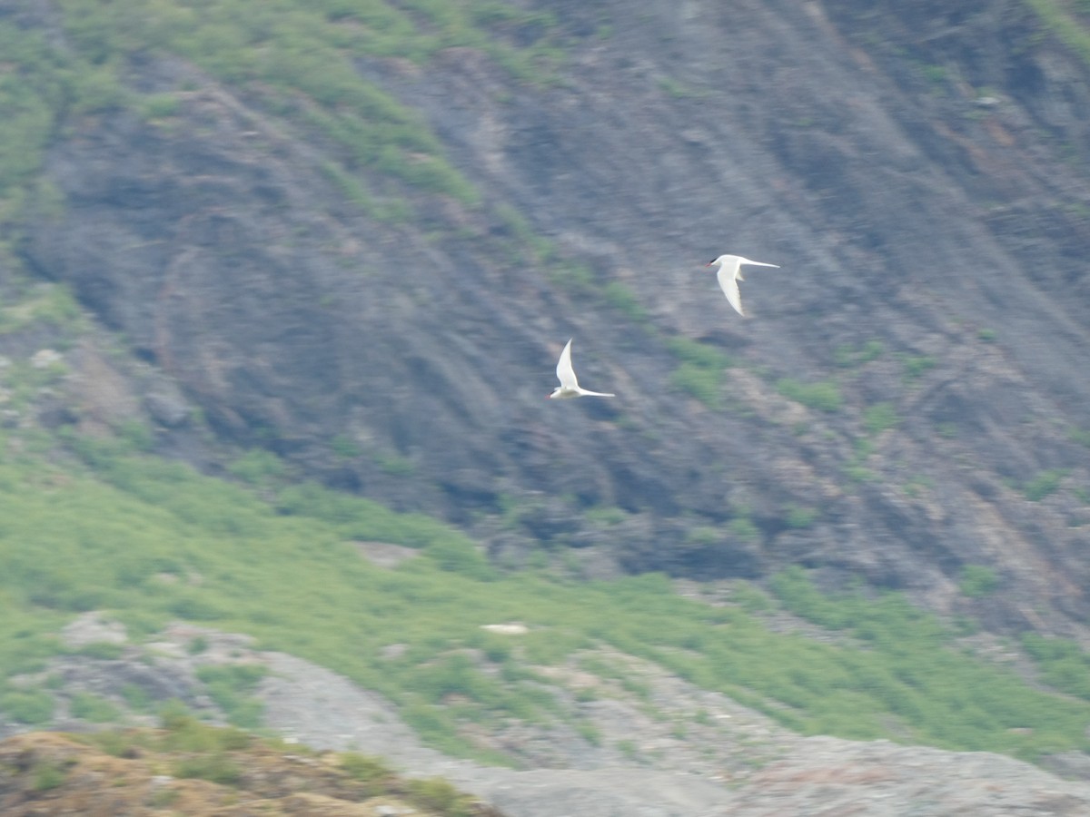 Arctic Tern - ML619463958