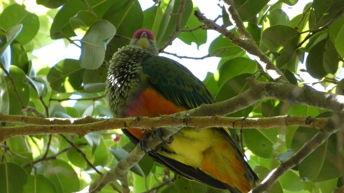 Rose-crowned Fruit-Dove - ML619464018