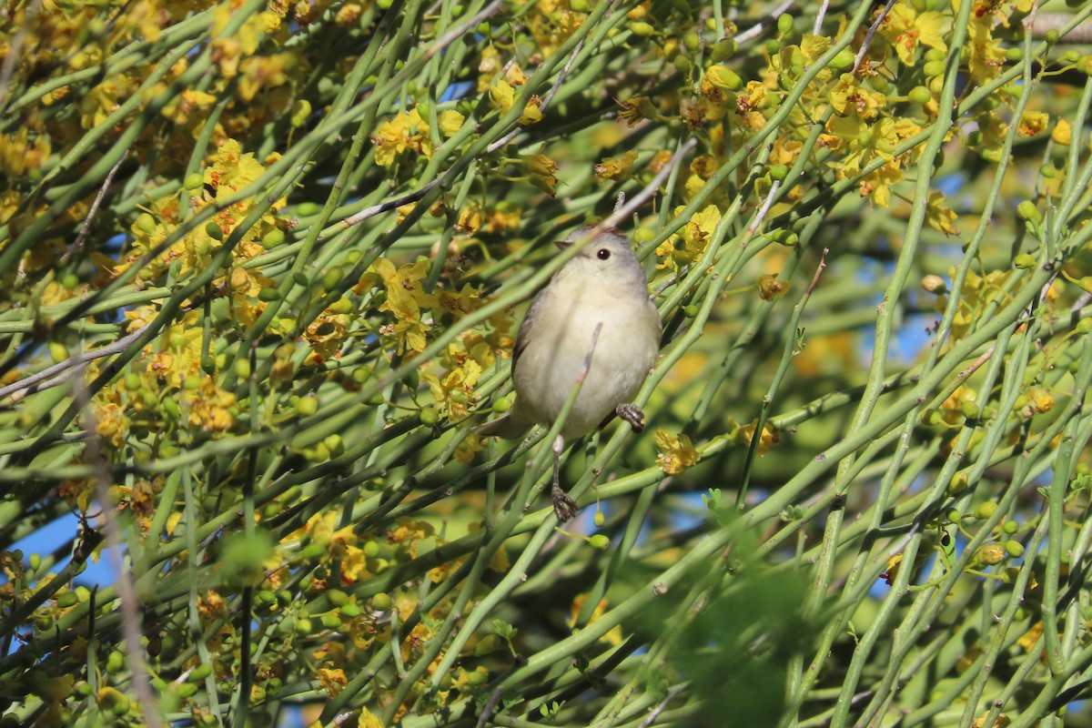 Lucy's Warbler - ML619464032